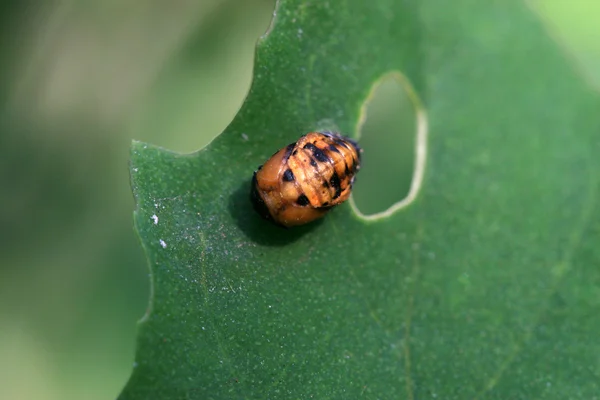 Coccinella insetto pupa su una pianta — Foto Stock