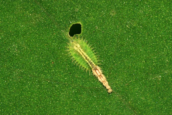 Cassida nebulosa — Fotografia de Stock