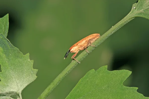 Snuitkevers — Stockfoto