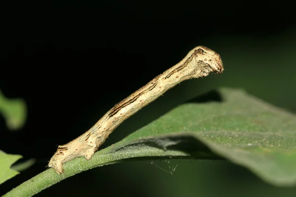 Ceometrida — Fotografia de Stock