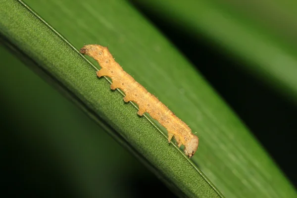 Insecten larven — Stockfoto