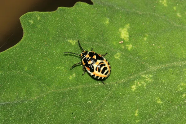 Stinkbug — Zdjęcie stockowe