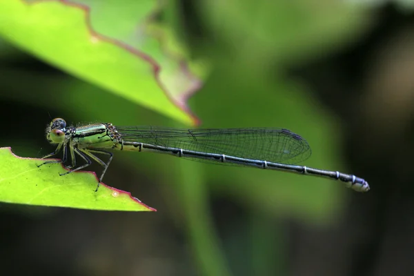 Damselfly — Zdjęcie stockowe