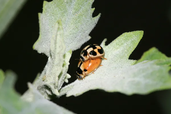 Lieveheersbeestje op de groene plant — Stockfoto