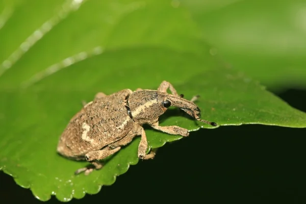 Rüsselkäfer — Stockfoto