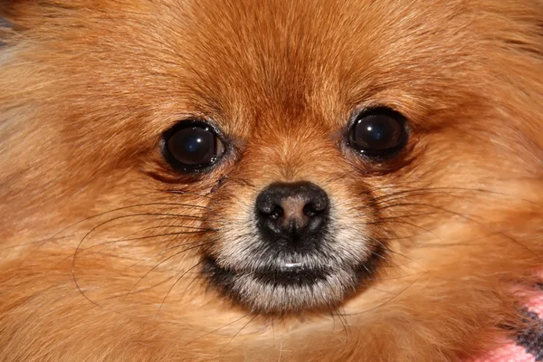 Sällskapsdjur hund - pomeranian — Stockfoto