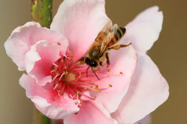Bee gather nectar from flowers — Stock Photo, Image