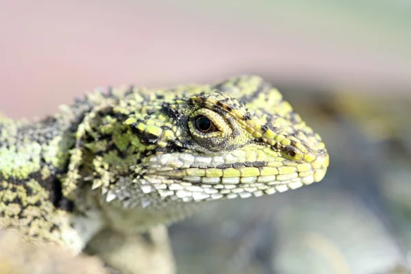 Closeup of lizards — Stock Photo, Image