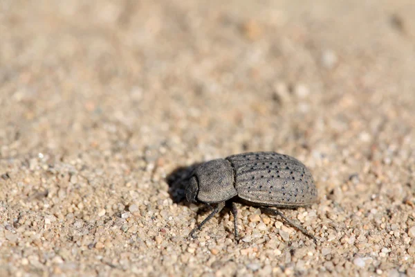 Una especie de escarabajos coleópteros —  Fotos de Stock