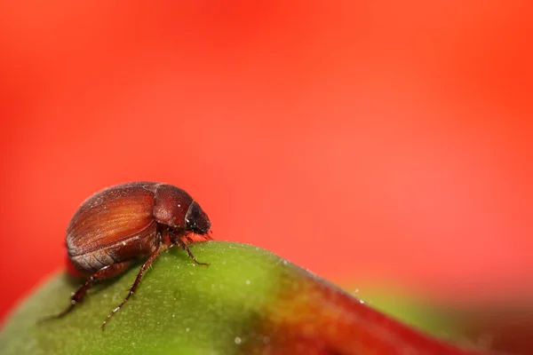 Cockchafer — Stok fotoğraf