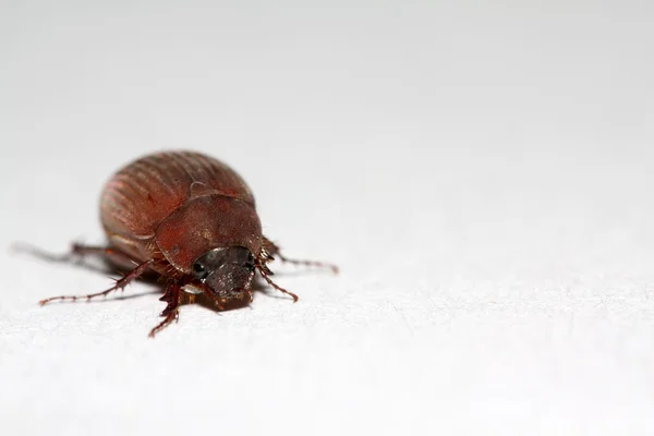 Cockchafer — Stock Photo, Image