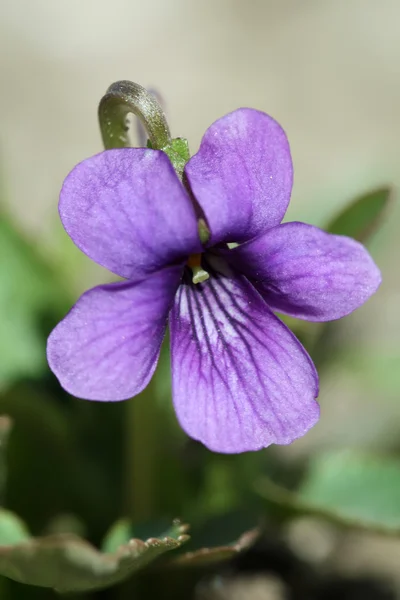Viola philippica, ett slags växt kan används av kinesiska traditionella — Stockfoto