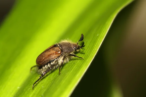 Cockchafer — Stok fotoğraf