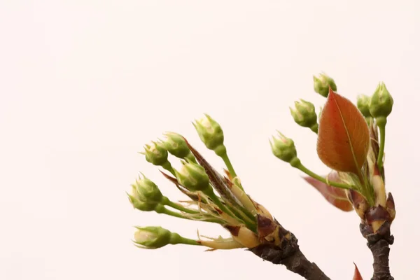 Närbild av päron blomma i vilt i Kina — Stockfoto