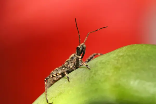 Stinkbug — стокове фото