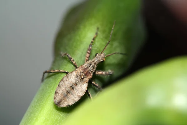 Skinnbagge — Stockfoto