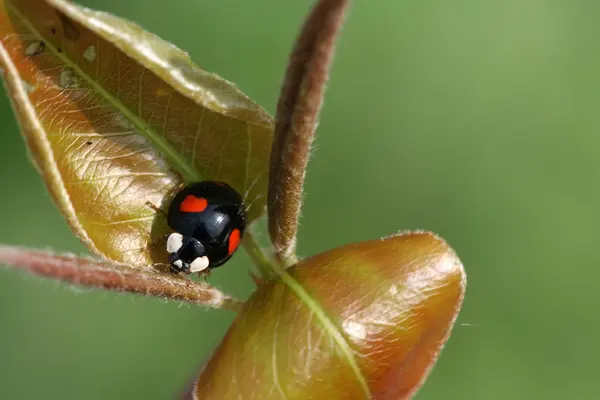 Lady escarabajos en la hoja verde en la naturaleza — Foto de Stock