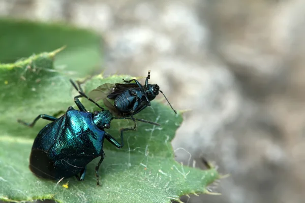 Stinkbug żerujących na małe owady w środowisku naturalnym — Zdjęcie stockowe