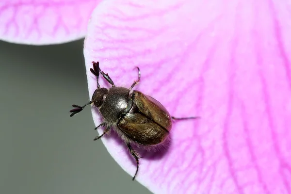 Cockchafer — Photo