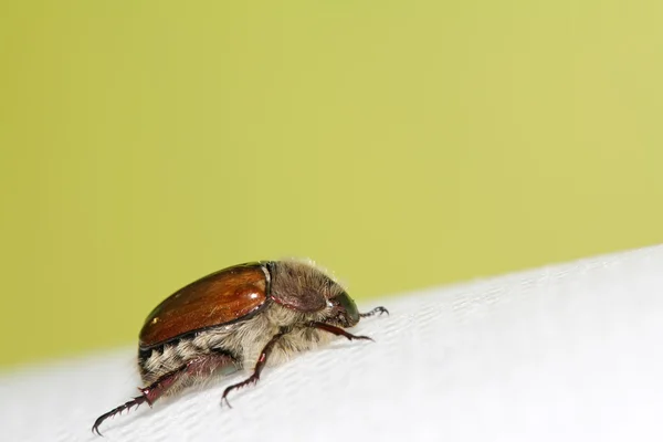 Cockchafer — Stock Photo, Image