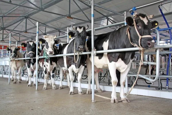 Çin mekanizasyon sağım salonunda Holstein inek