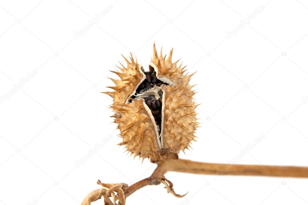 dry brugmansia fruit on a white background