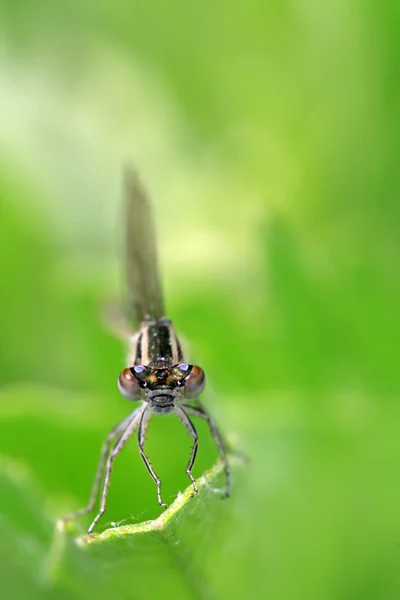 Insektsordningen — Stockfoto