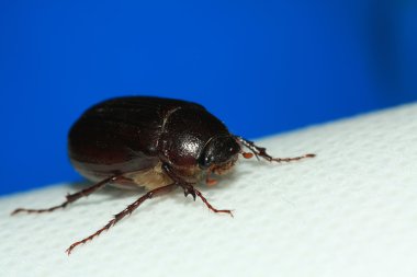 Melolonthidae