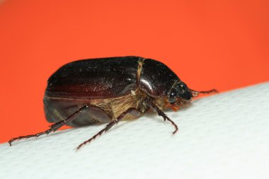 Melolonthidae