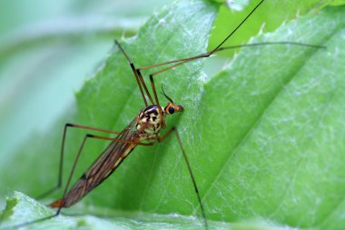uzun bacaklı sivrisinekler de vahşi yaprak yeşil