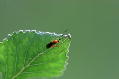 bir tür bir arı böcekler