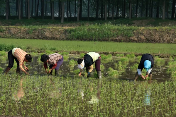 Transplante de mudas de arroz na China rural — Fotografia de Stock