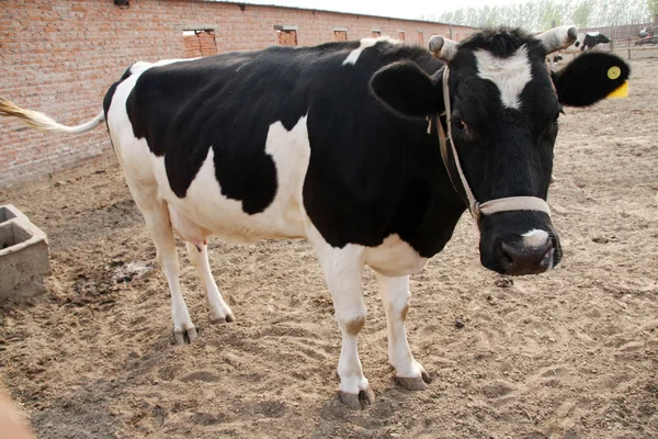 Holstein cows in a farm in China — Stock Photo, Image