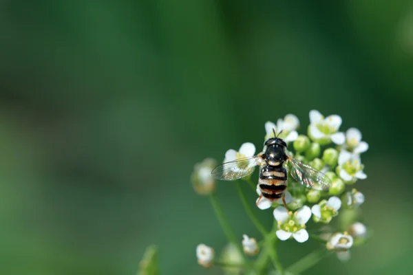 Syrphidae — Stock Photo, Image