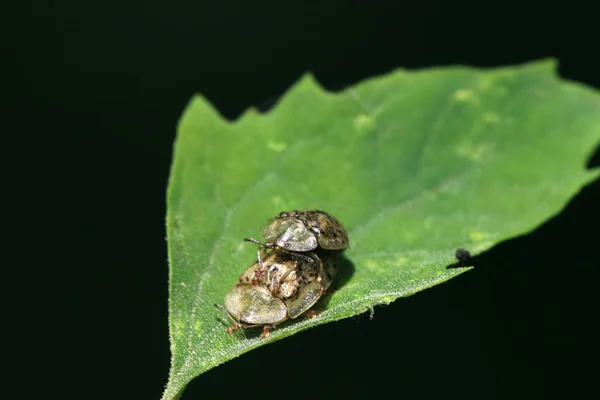 Cassida nebulosa — Fotografia de Stock