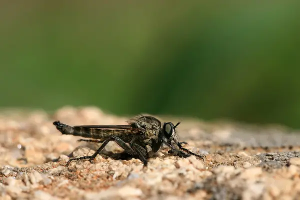 Asilidae — Stok fotoğraf