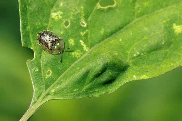 Cassida nebulosa — Foto Stock