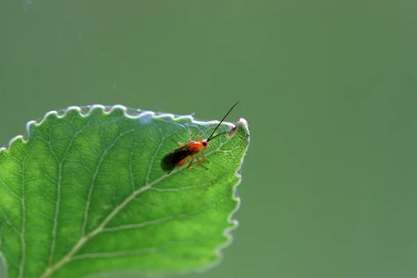 Bir tür bir arı böcekler — Stok fotoğraf