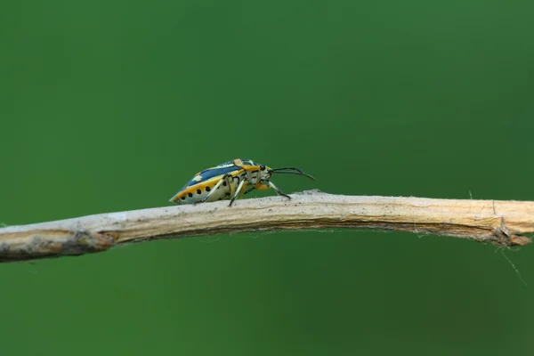 Stinkbug — Stockfoto