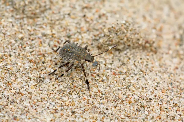 Stinkbug — стоковое фото