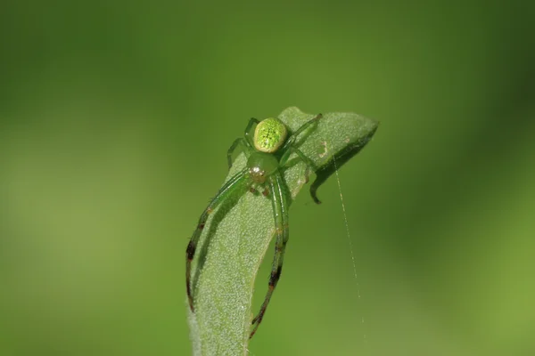 Araña cangrejo —  Fotos de Stock