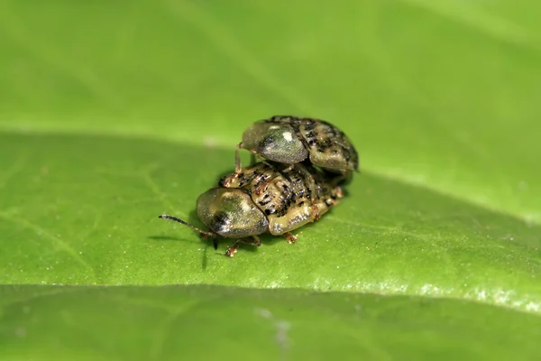 Iki coleoptera böcekler yapıyor aşk — Stok fotoğraf