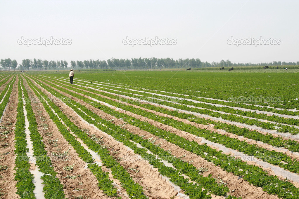 Resultado de imagen para tierras de campesinos4