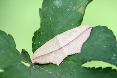 güve böcekler üzerinde yeşil yaprakları kalın