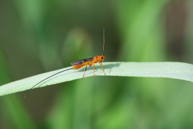 bir tür bir arı üzerindeki yeşil yaprak