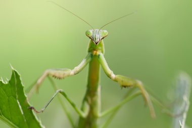 closeup Mantis