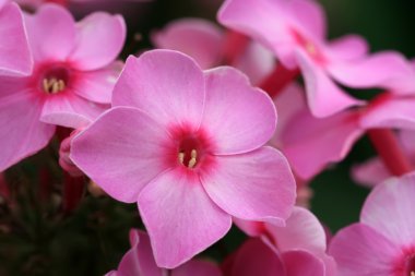 Phlox çiçekler