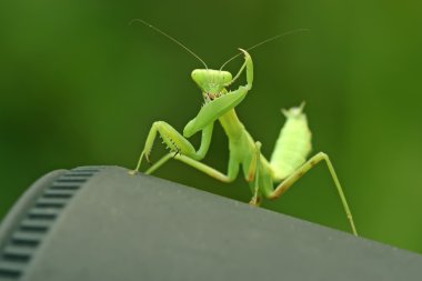 closeup Mantis