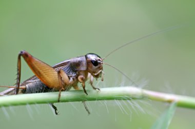 cricket nymphs clipart