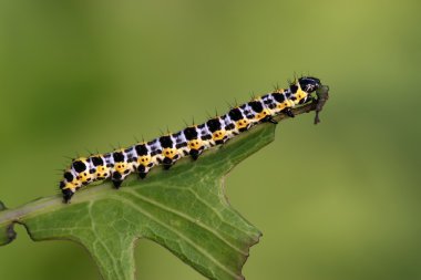 Kelebek larva - tırtıl